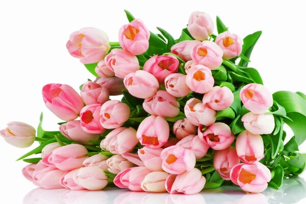 Strauß rosa Tulpen auf weißem Hintergrund