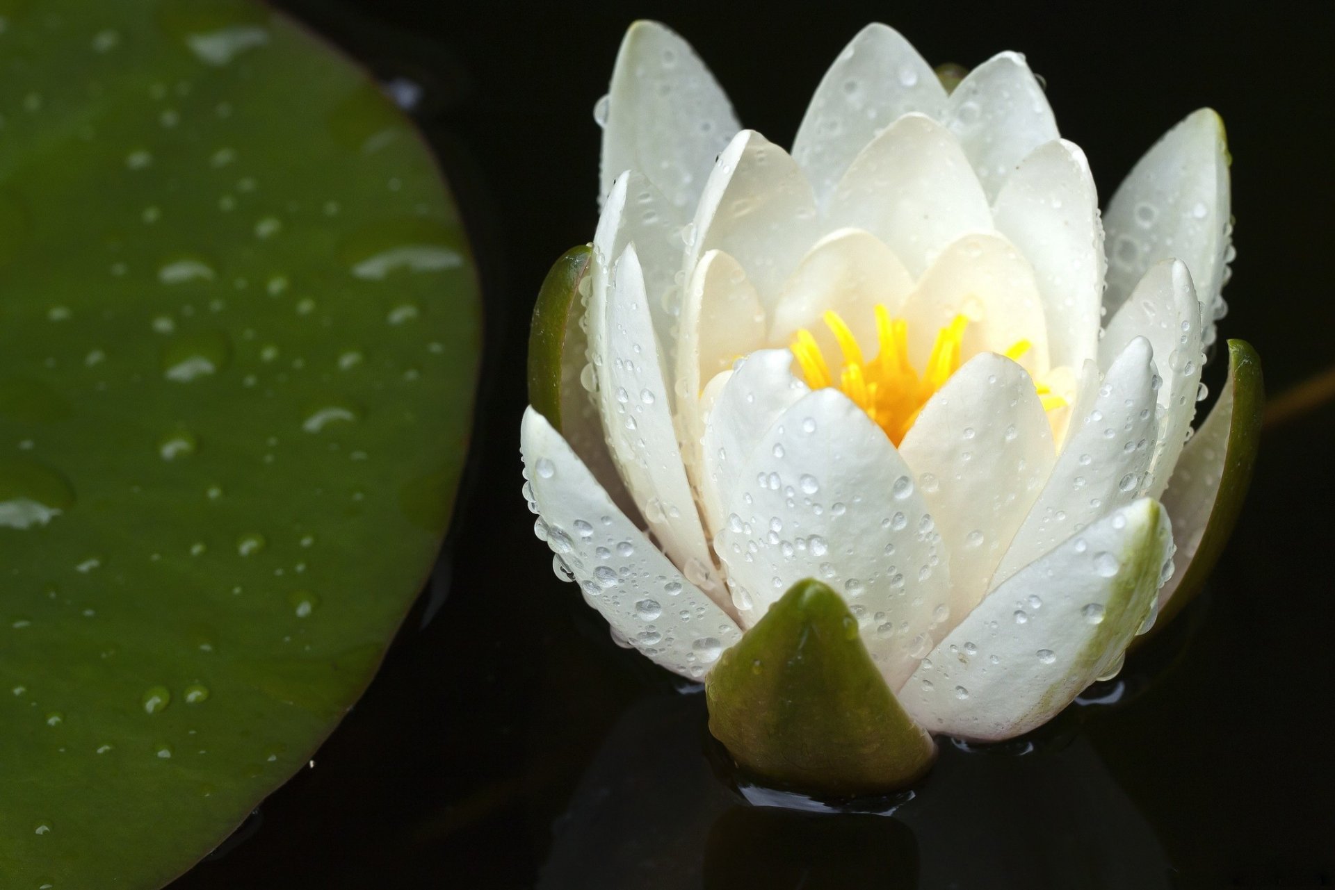 lilie wasser blume tropfen blütenblätter weiß