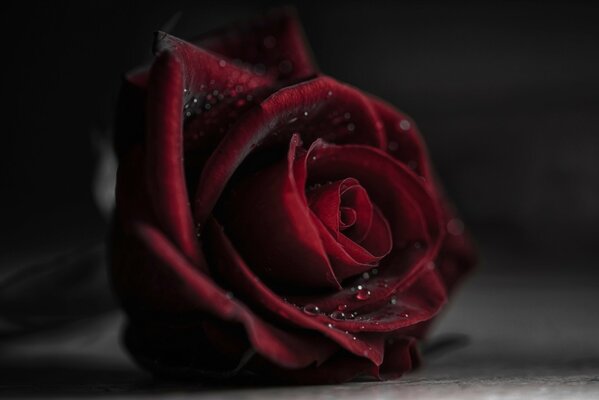 Makroaufnahme einer blühenden Rosenknospe