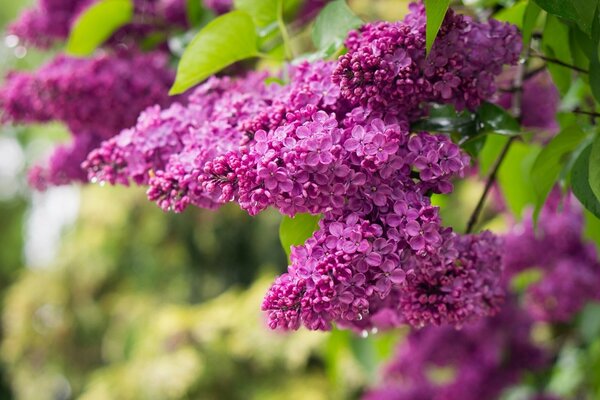 Fliederzweig bei klarem Wetter