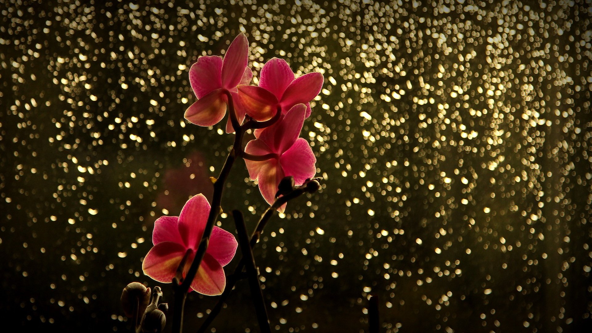 zweig blume orchidee rot blendung