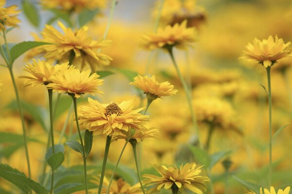 Gelbe Blumen auf verschwommenem Hintergrund