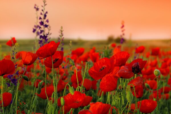 Stiele und Mohnblumen bei Sonnenuntergang