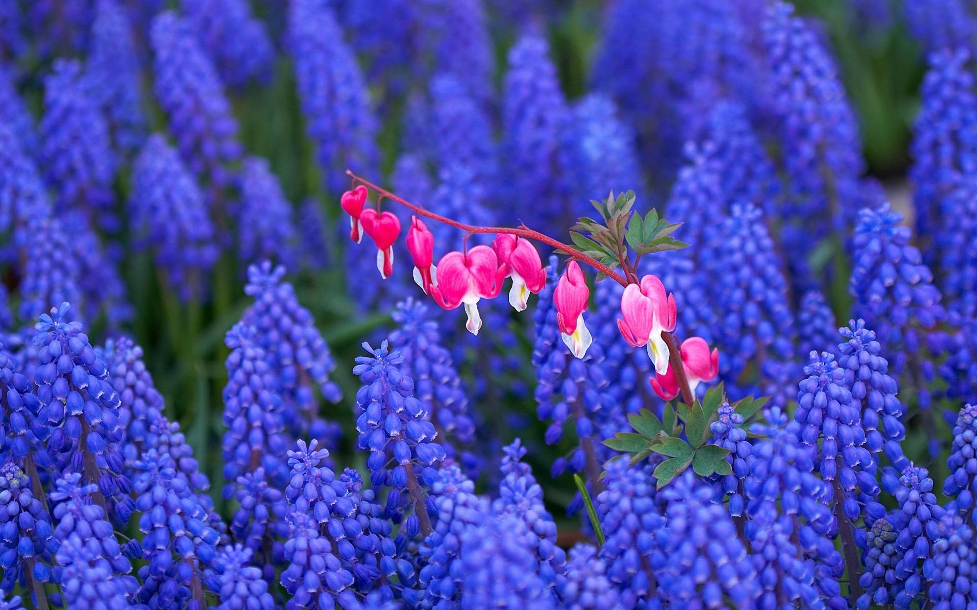 blumen feld feld flieder gebrochenes herz rosa