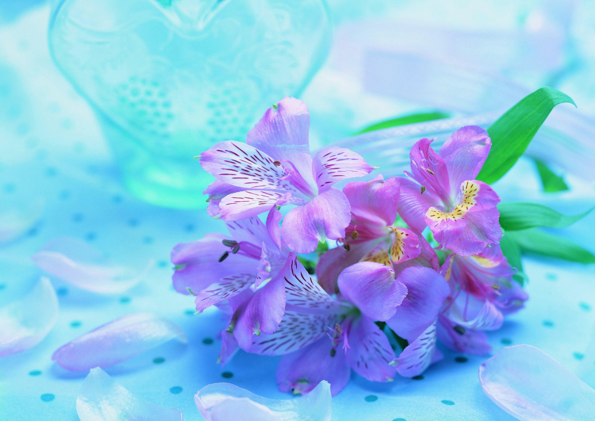 blume lila flieder blau hintergrund orchideen