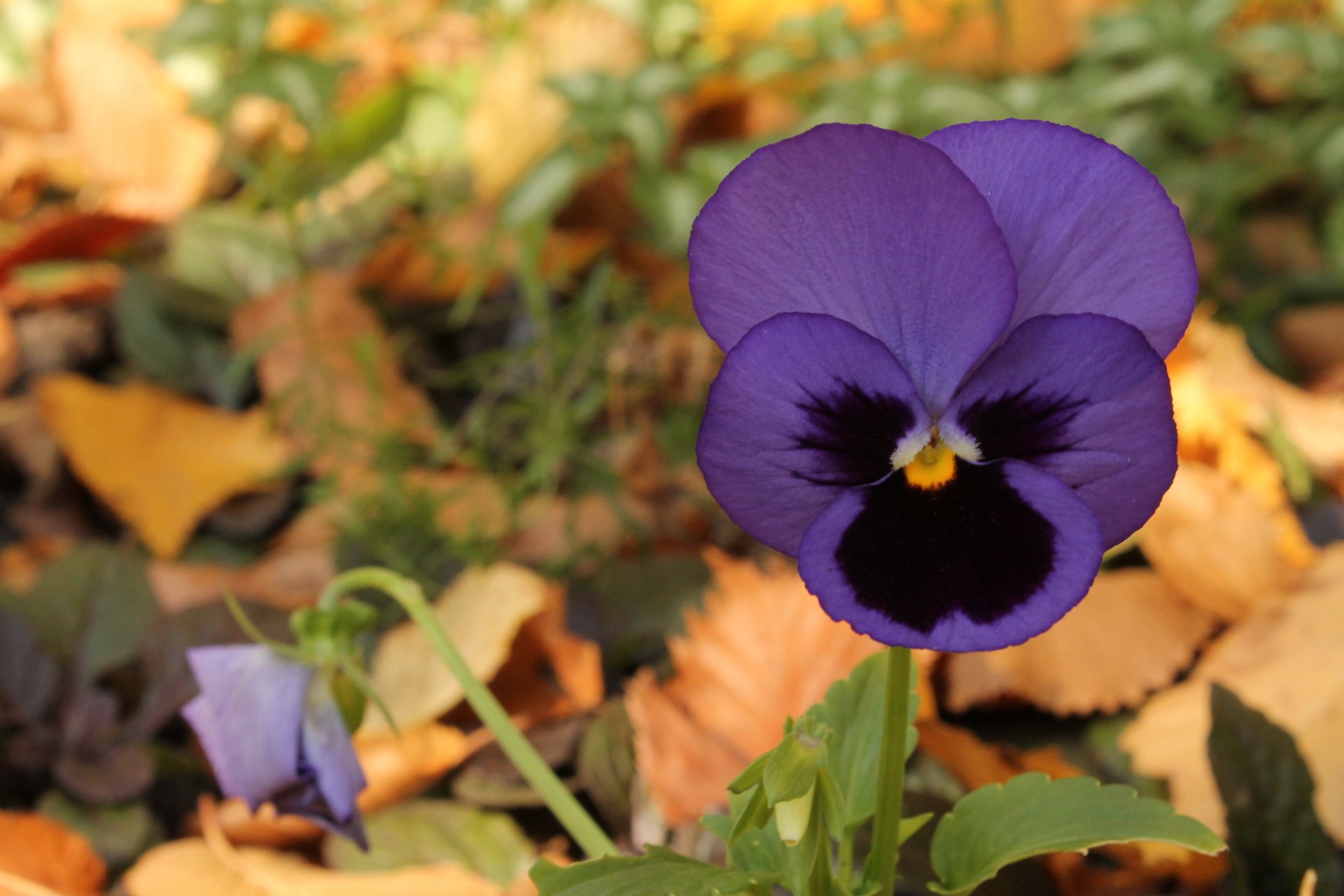 veilchen lila blume herbst