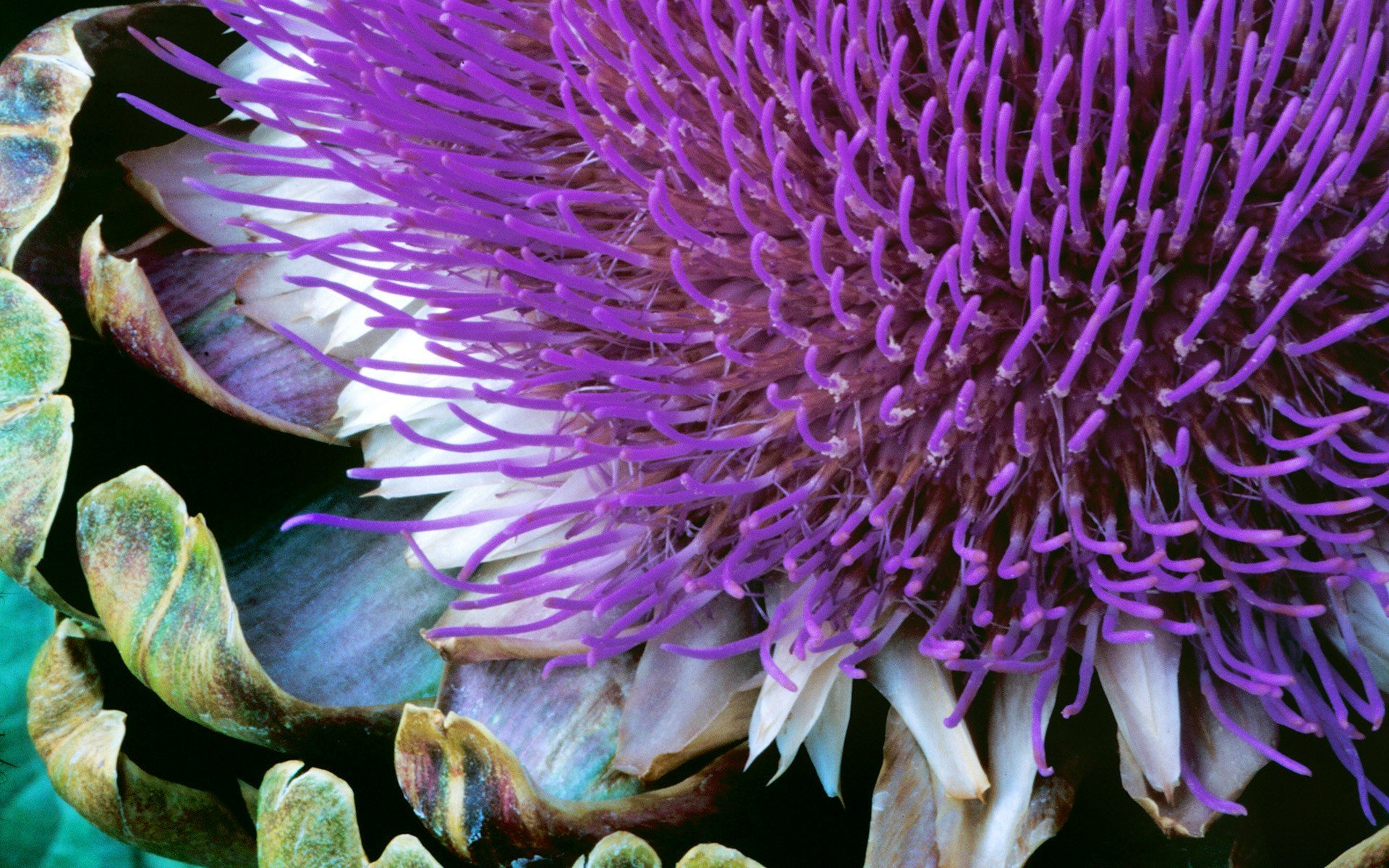 windows 7 sieben pflanze blume