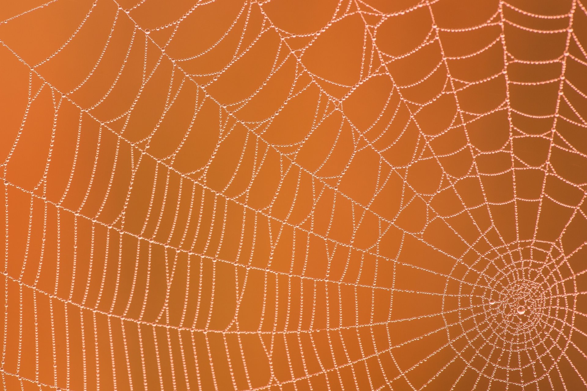 spinnennetz tau tropfen makro hintergrund