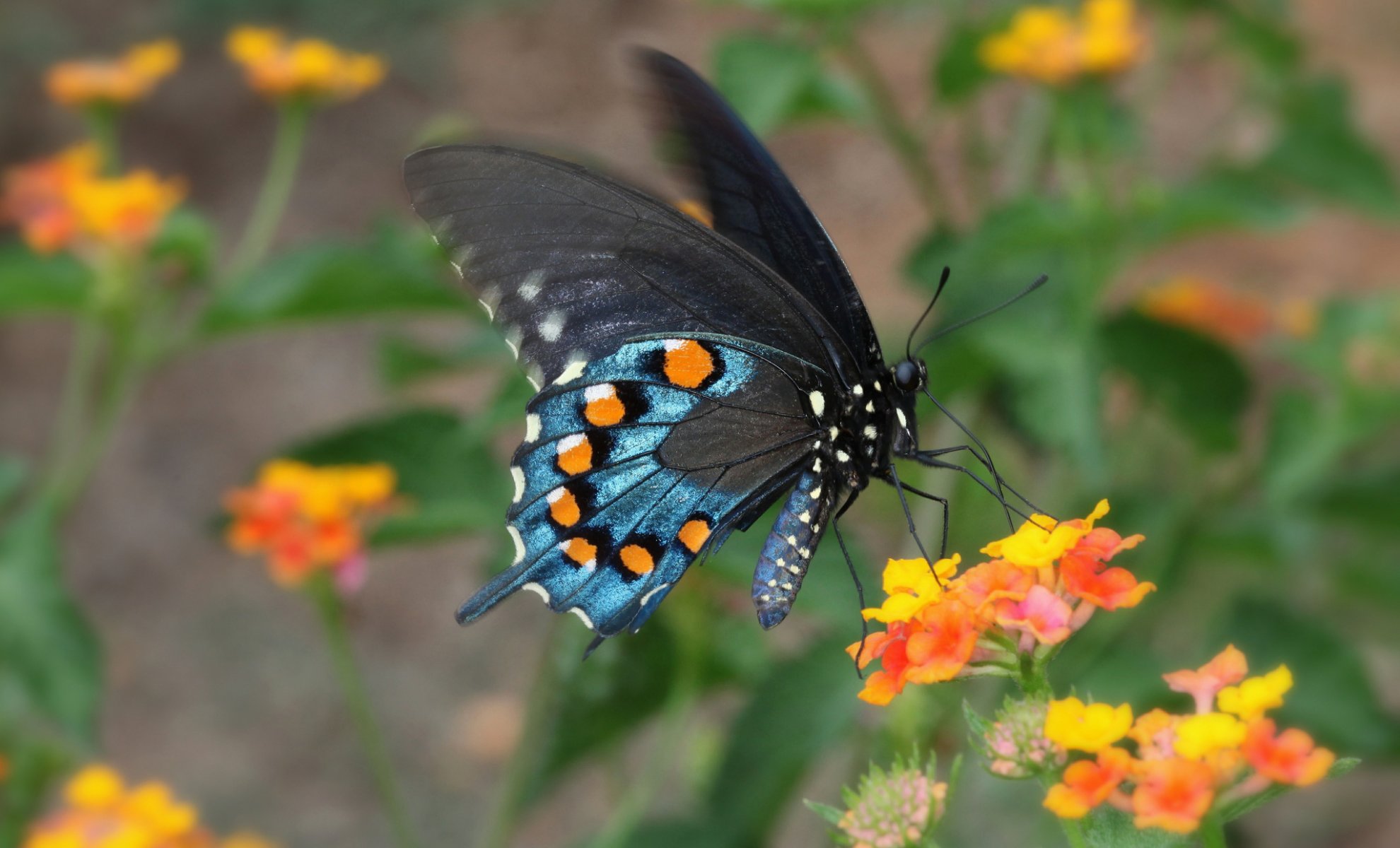 natur blume schmetterling motte