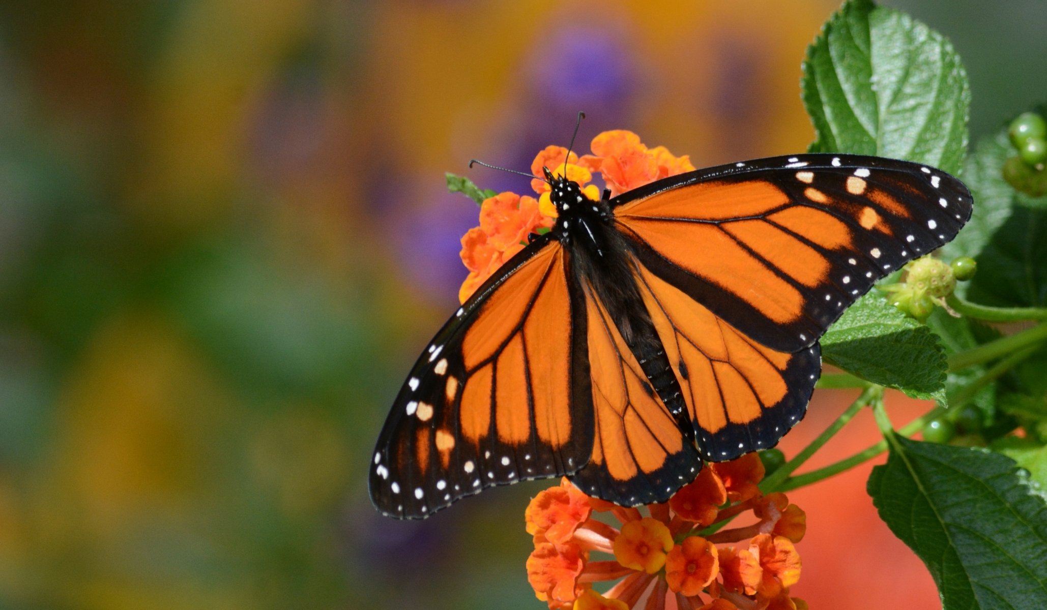 monarch danaida monarch schmetterling blume makro