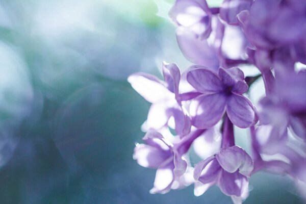 Fliederblüten auf einem Pastellhintergrund