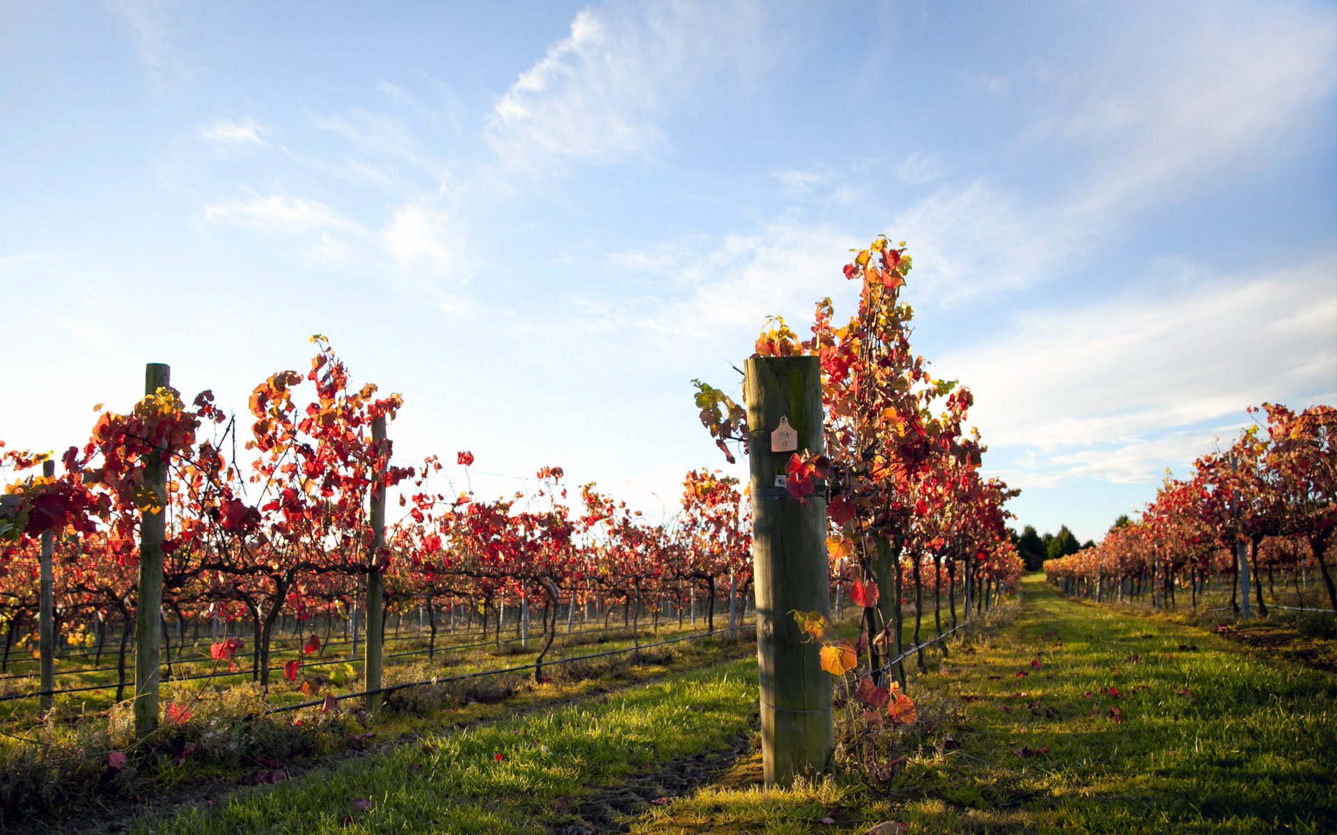 weinberg trauben abend himmel rebe blätter