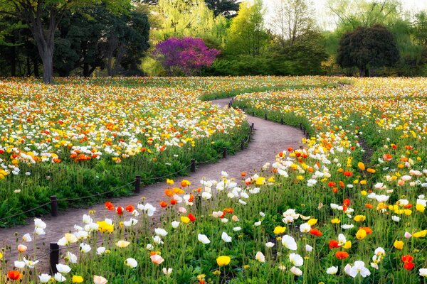 Eine Lichtung von Blumen. Sommer und Park