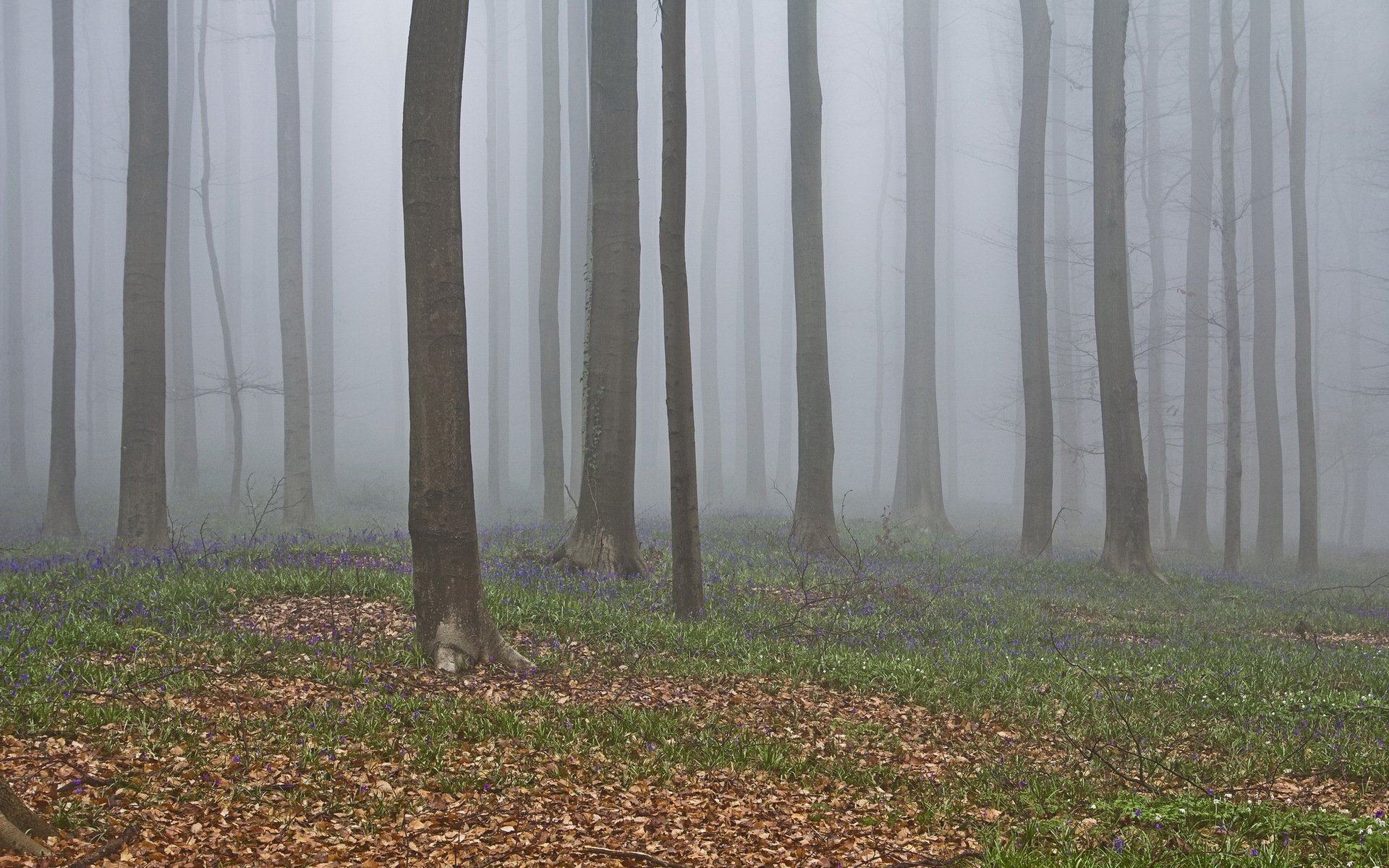 wald bäume nebel natur