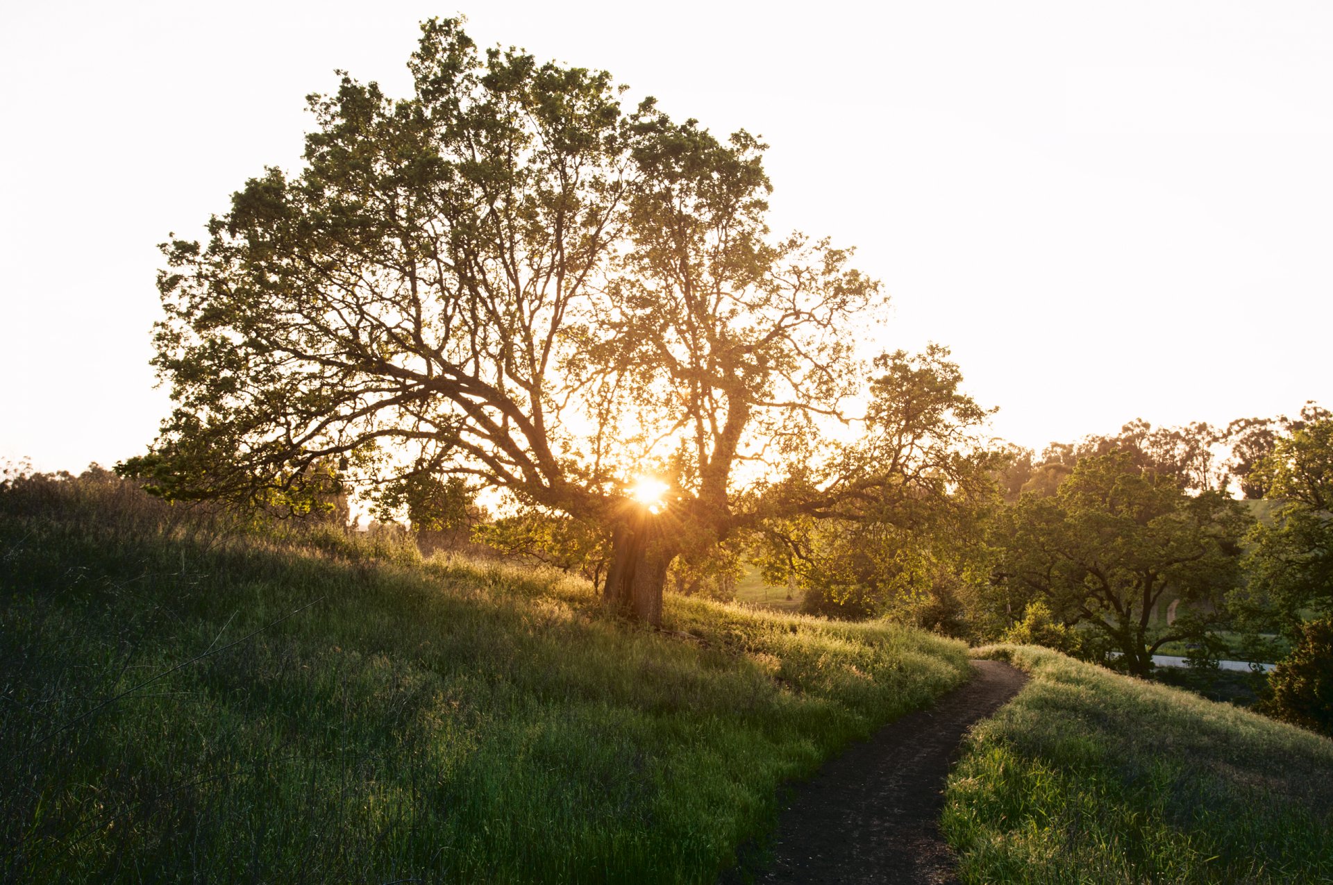 natur frühling baum spur stich gras sonne strahlen