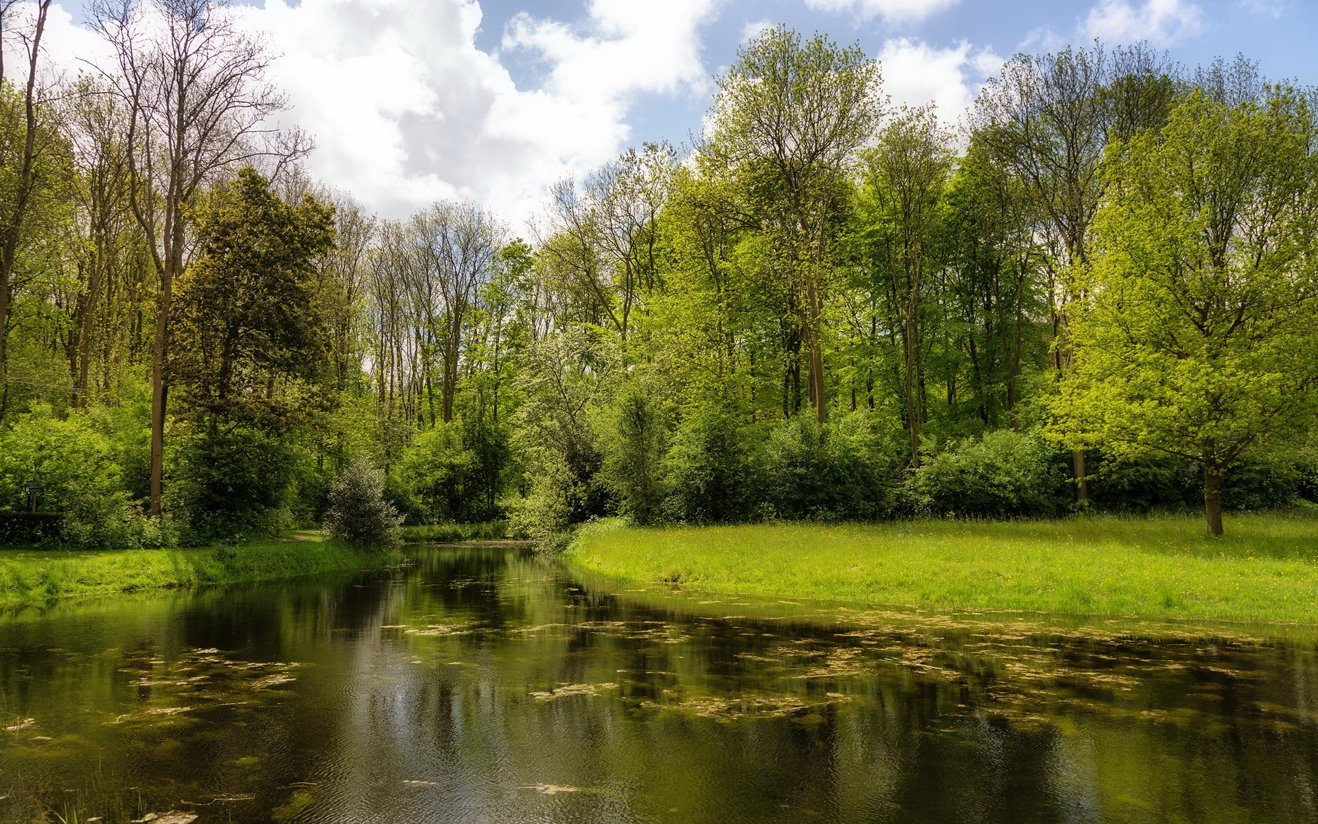 fluss bäume natur sommer