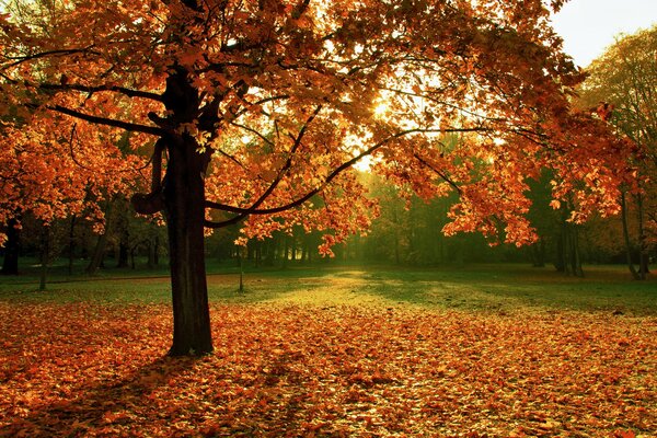 Bunte Landschaft mit Herbstbaum und gefallenen Blättern