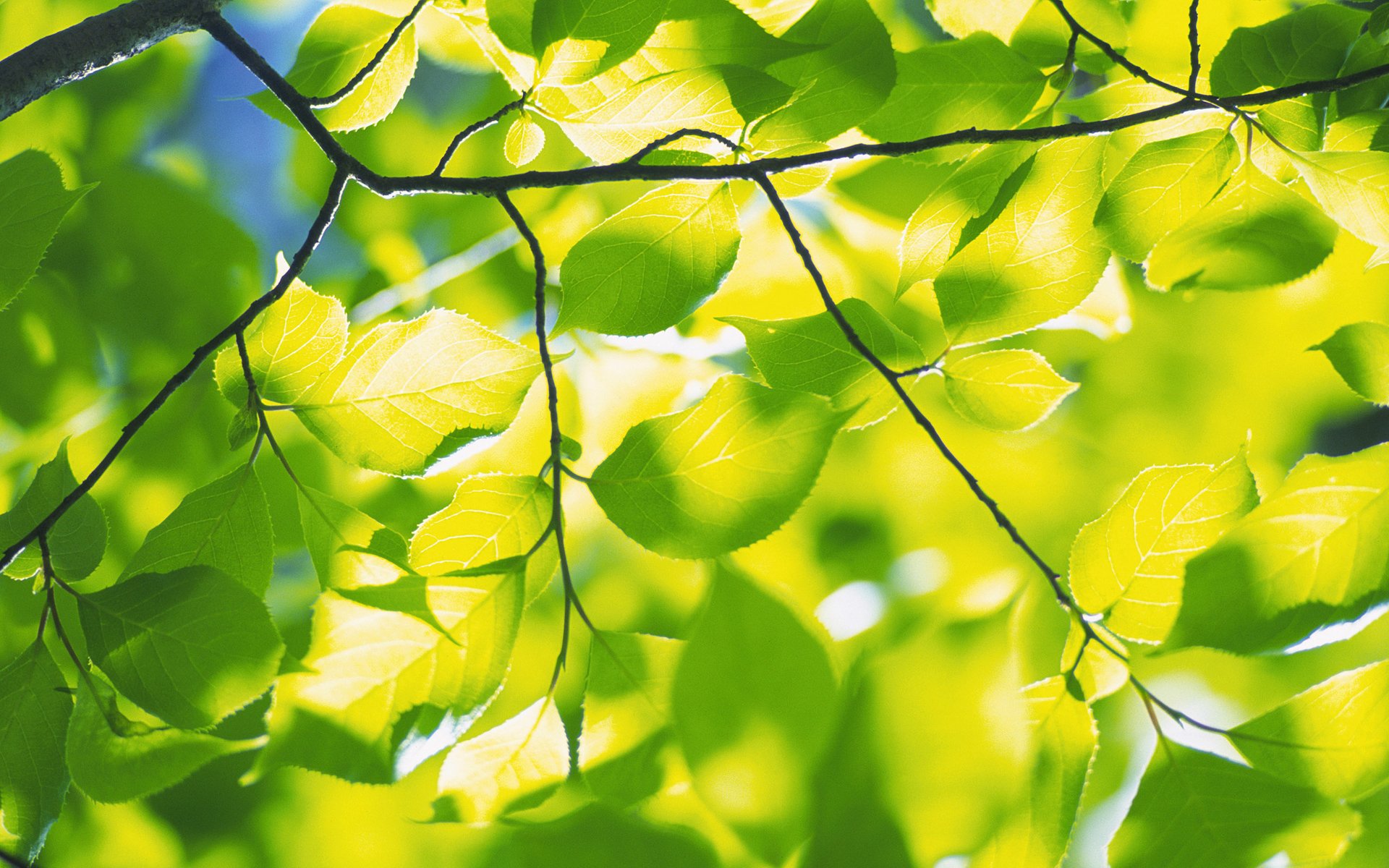 natur frühlingsblätter laub grüns frische zweig zweige baum