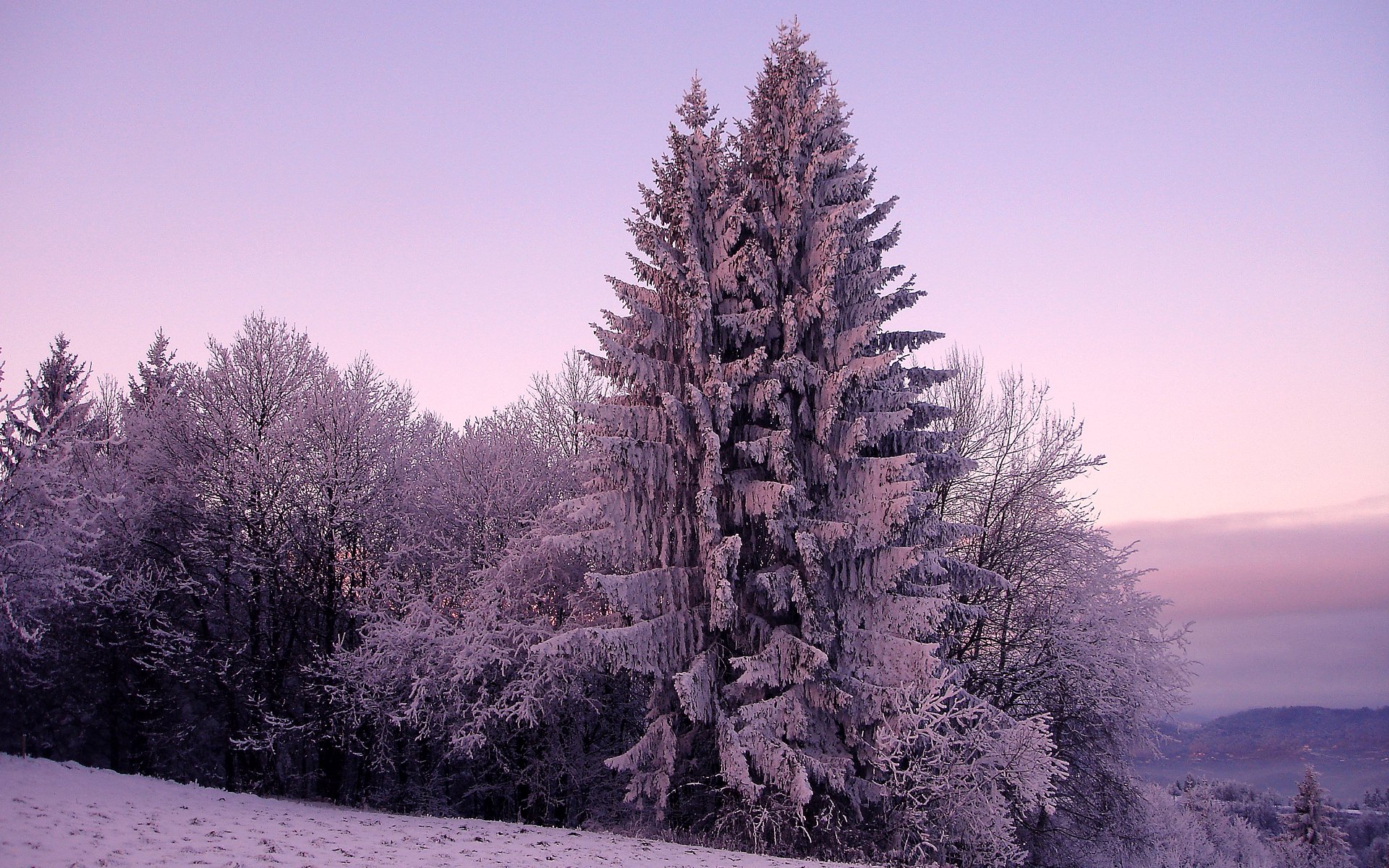 winter natur fichte fichte bäume baum schnee kälte frost himmel hügel