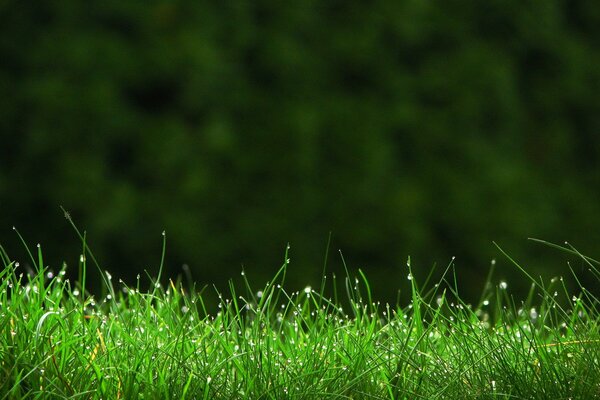 Tautropfen glänzen auf dem Gras