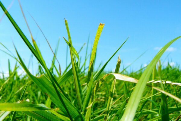 Grüne Blätter und Himmel Foto