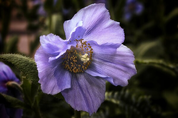Blume des blauen Himalaya-Mohns