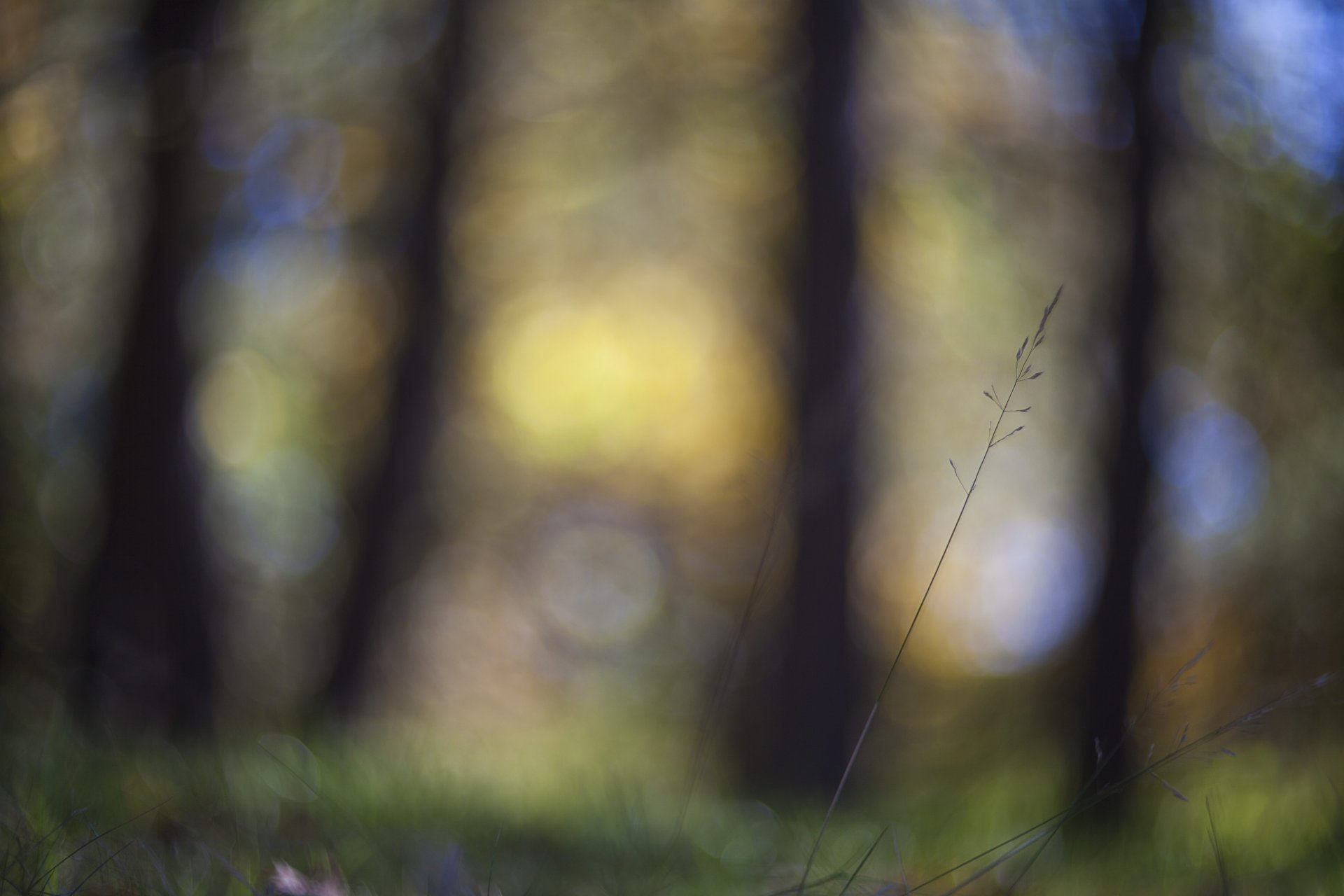 stiel gras makro fokus blendung unschärfe