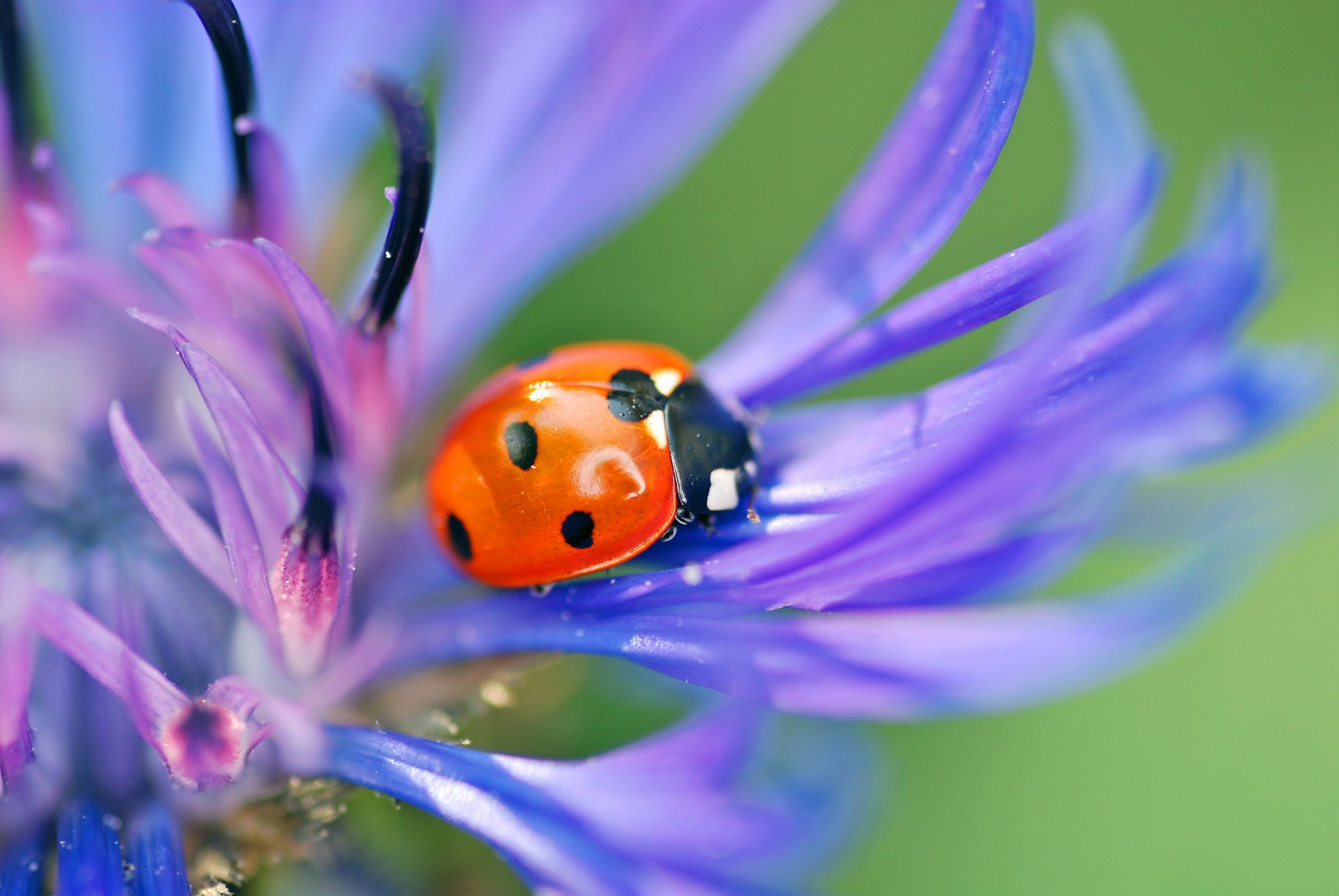 marienkäfer käfer insekt blume blau blütenblätter natur makro
