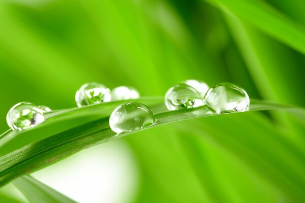 Tropfen von Ross auf dem Grashalm