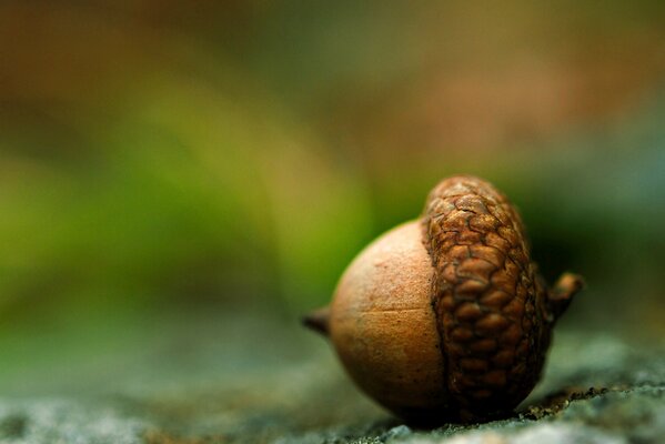 Eichel mit braunem Hut auf dem Boden