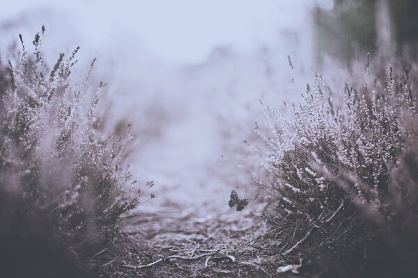 Makrofoto eines Schmetterlings auf einem Strauch