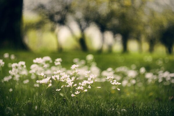 Weiße Blumen auf einem Feld, in dem es viel Grün gibt