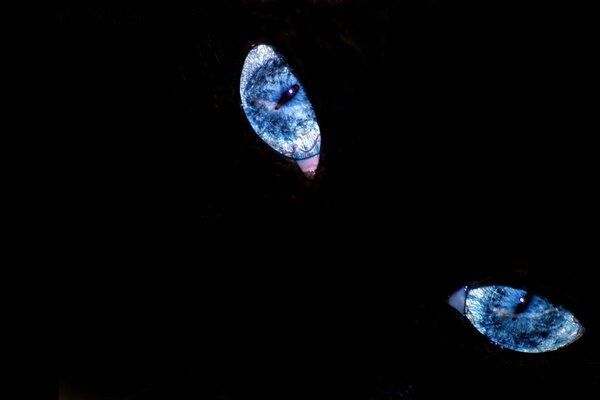 Blaue Katzenaugen auf schwarzem Hintergrund