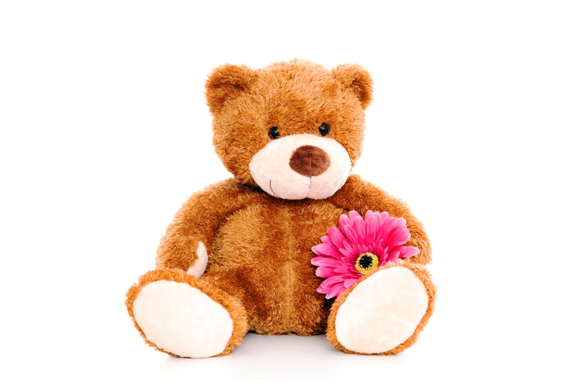 plüsch bär spielzeug teddybär blume