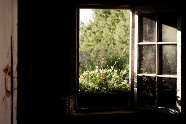 Offenes Fenster mit Blick auf die Natur