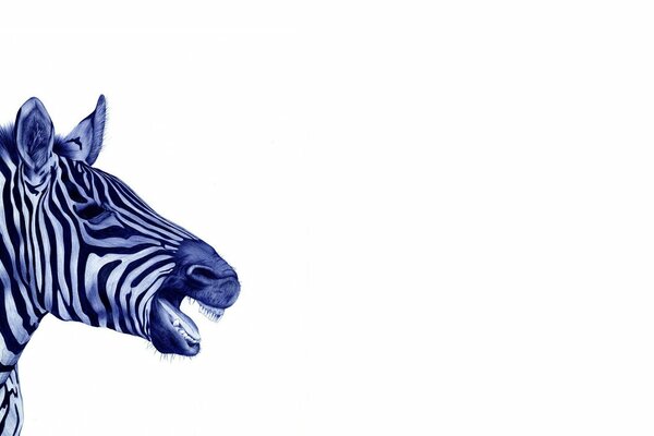 Zebra Schluckauf auf weißem Hintergrund