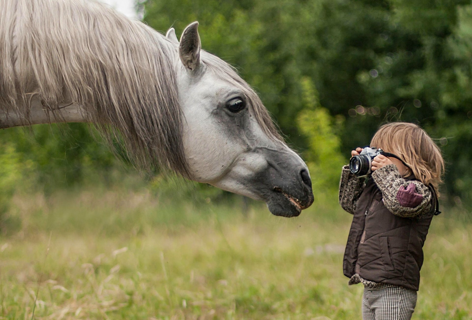 pferd pferd schnauze mähne junge fotograf paparazzi kamera