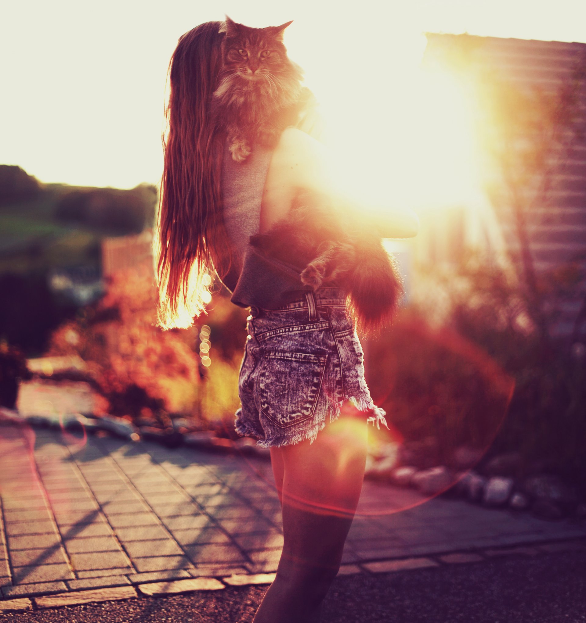 mädchen bokeh sonne stimmung katze