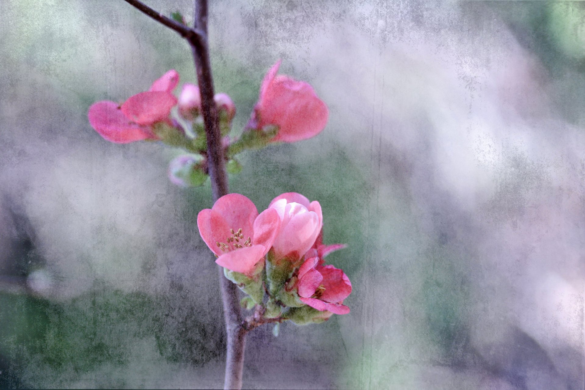 zweig baum garten blumen frühling leinwand