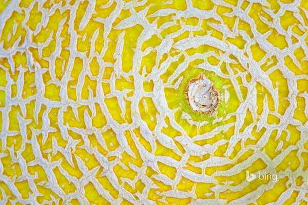 Reife Melone Foto in Nahaufnahme