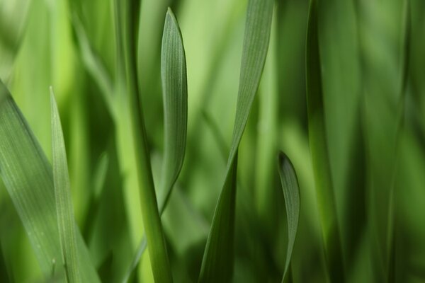 Gras Hintergrund in Makroaufnahmen