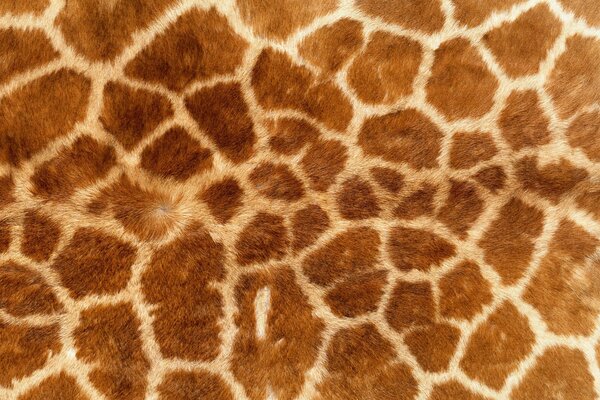 Tapete in der Farbe der fleckigen Giraffe