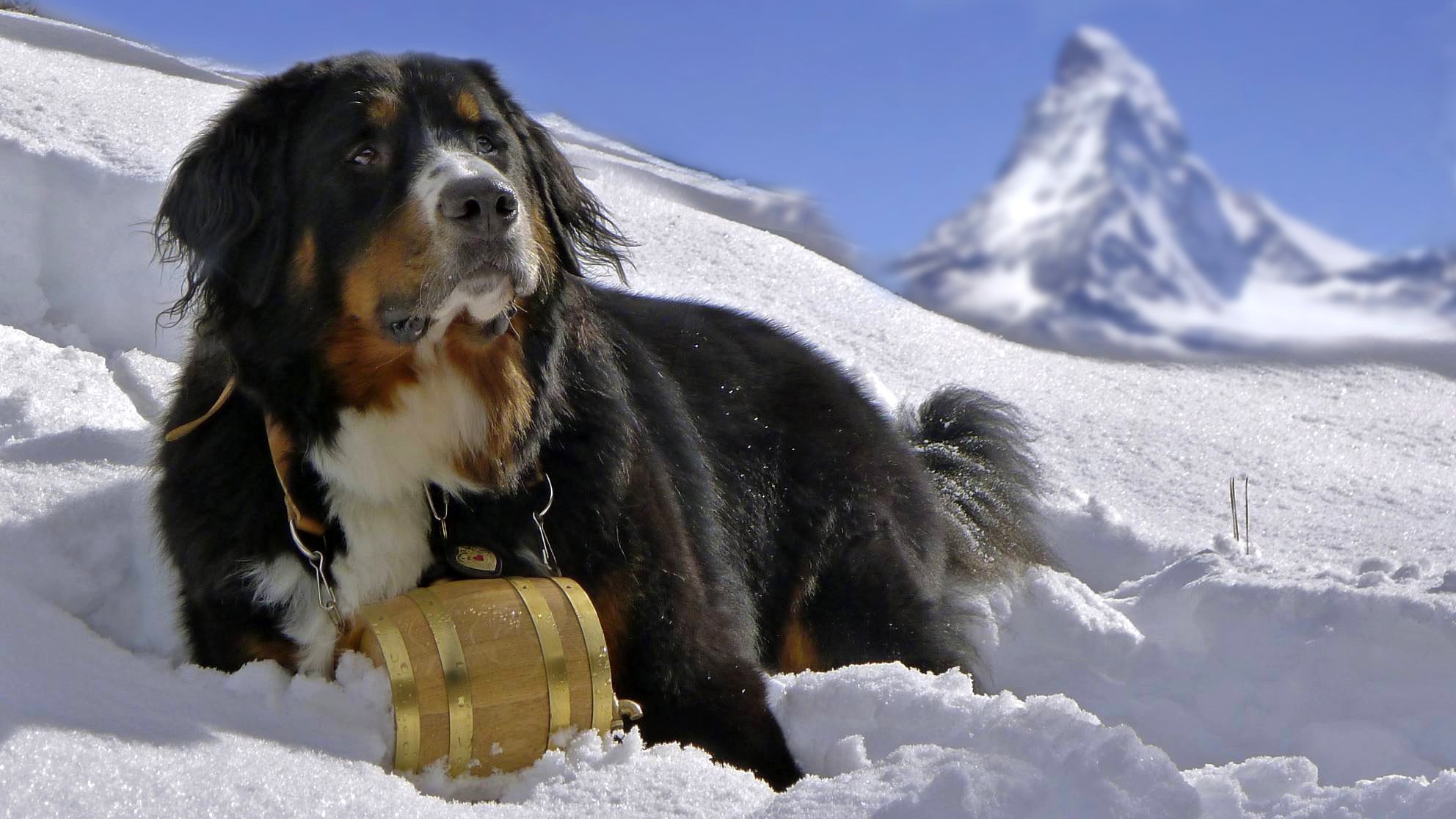 hund berner sennenhund berner sennenhund schnee berge