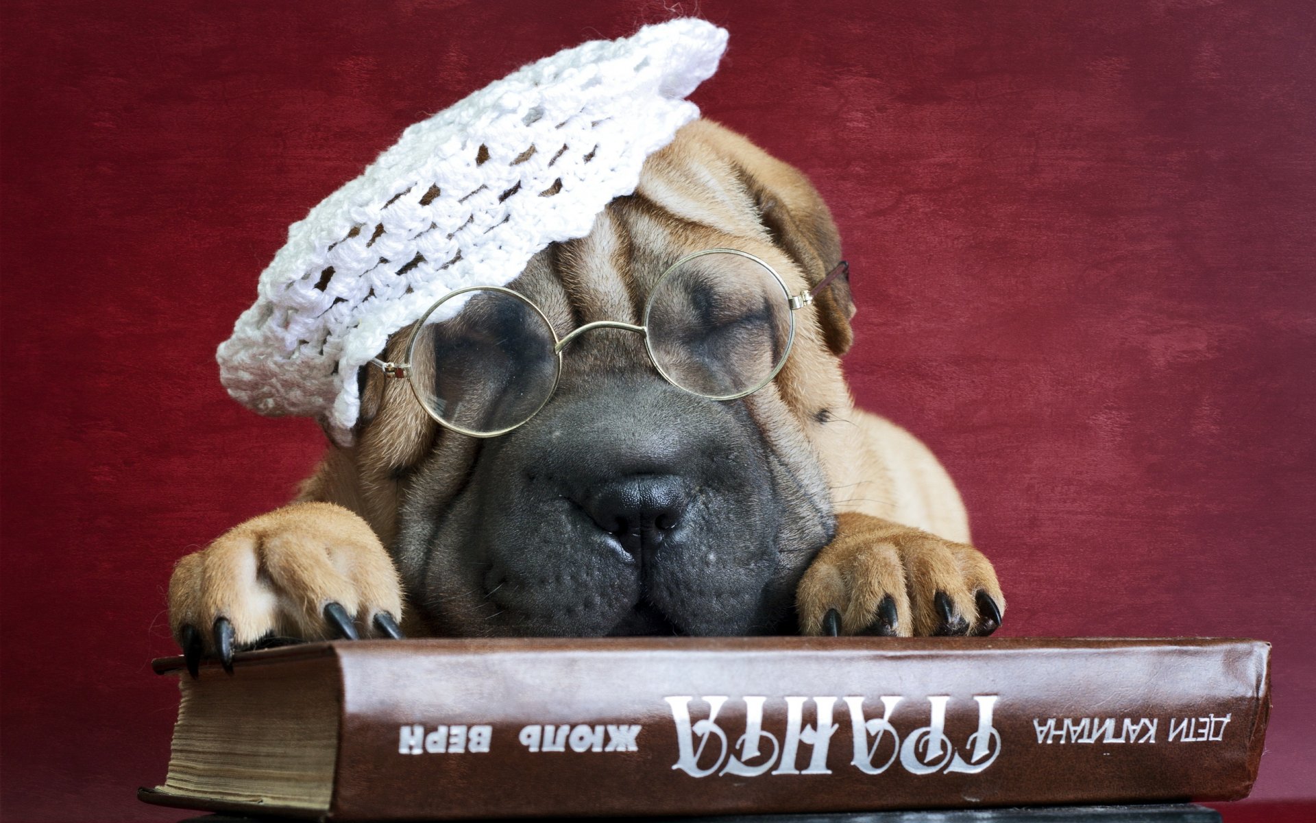 sharpei hund freund buch brille
