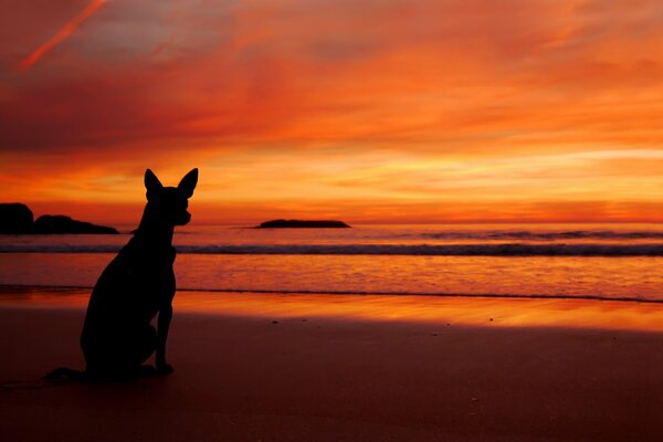 Sonnenuntergang Hund am Strand in der Nähe des Meeres