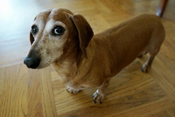 Sehr interessanter süßer Hund