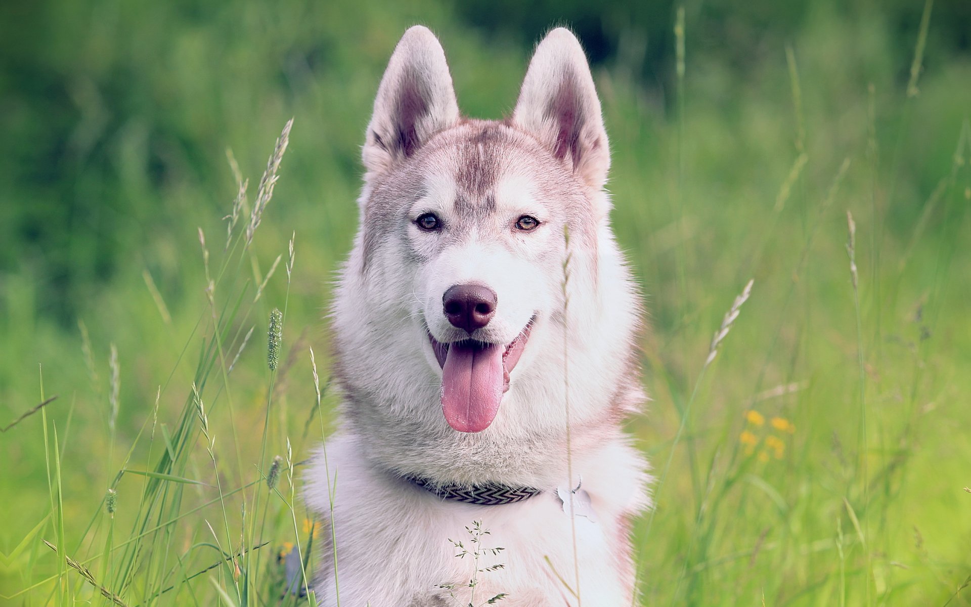 hund siberian huskus hintergrund