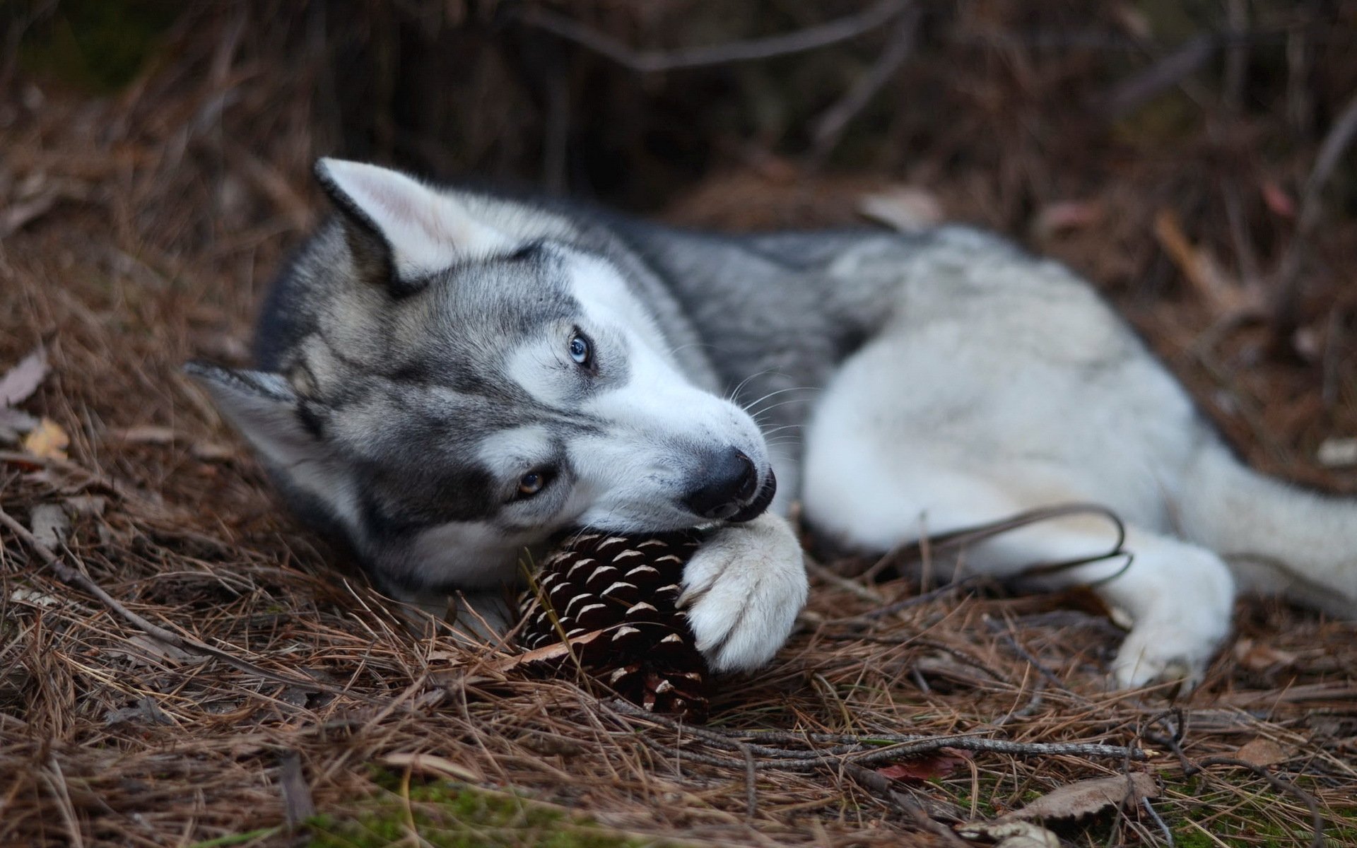 hund natur hintergrund