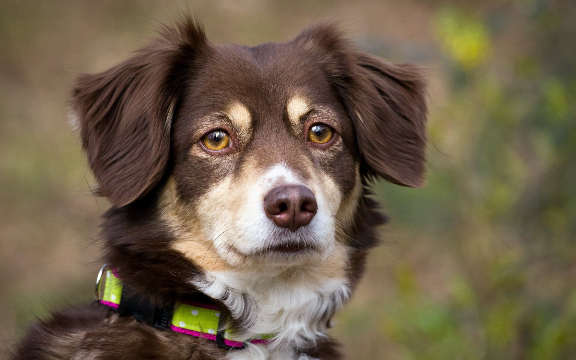 hund blick freund