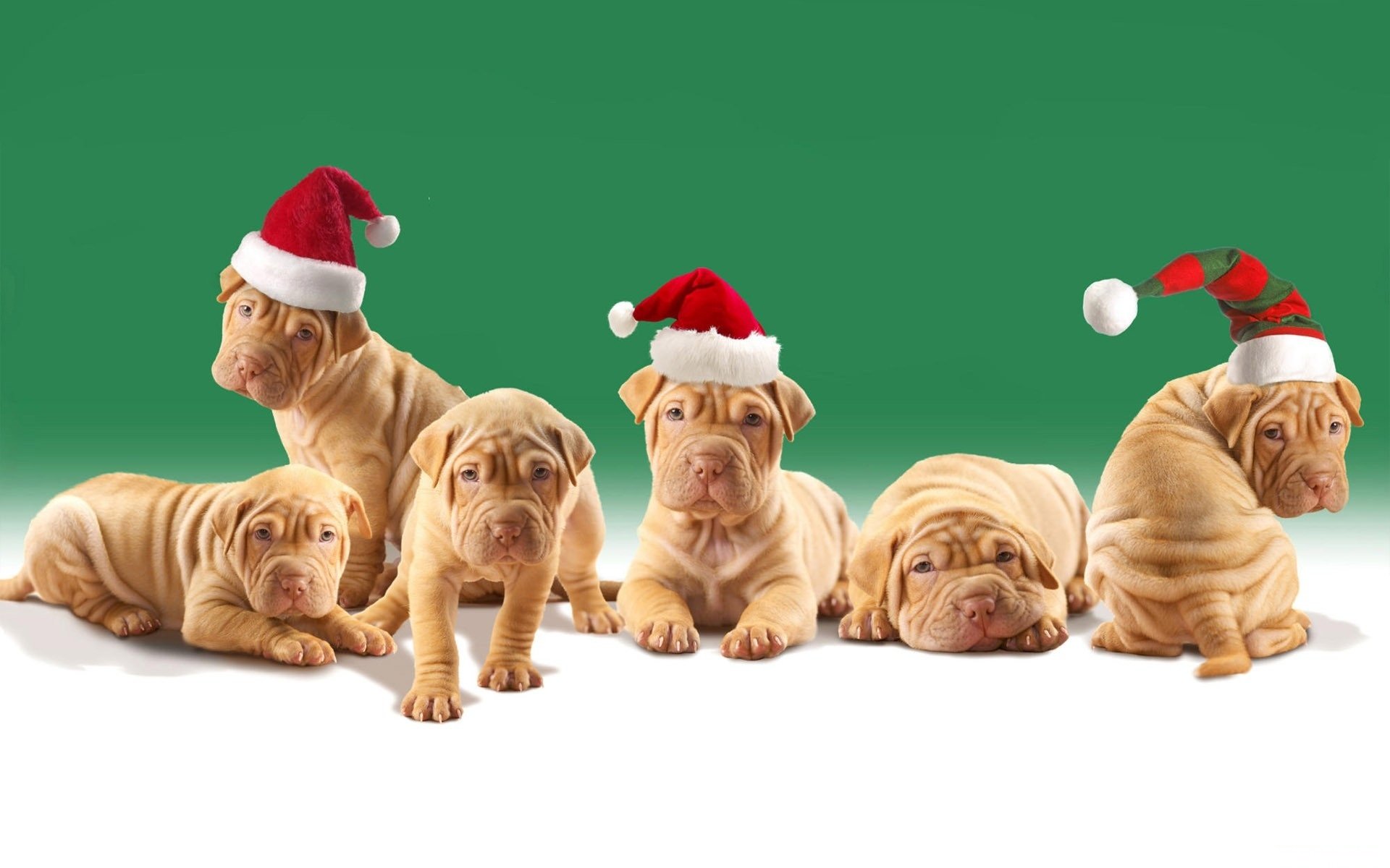 hunde sharpei welpen weihnachtshüte